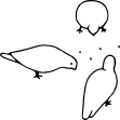 Pigeons
